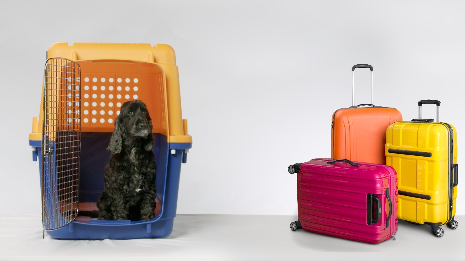 A golden retriever sitting calmly in an airline-approved travel crate beside packed suitcases.