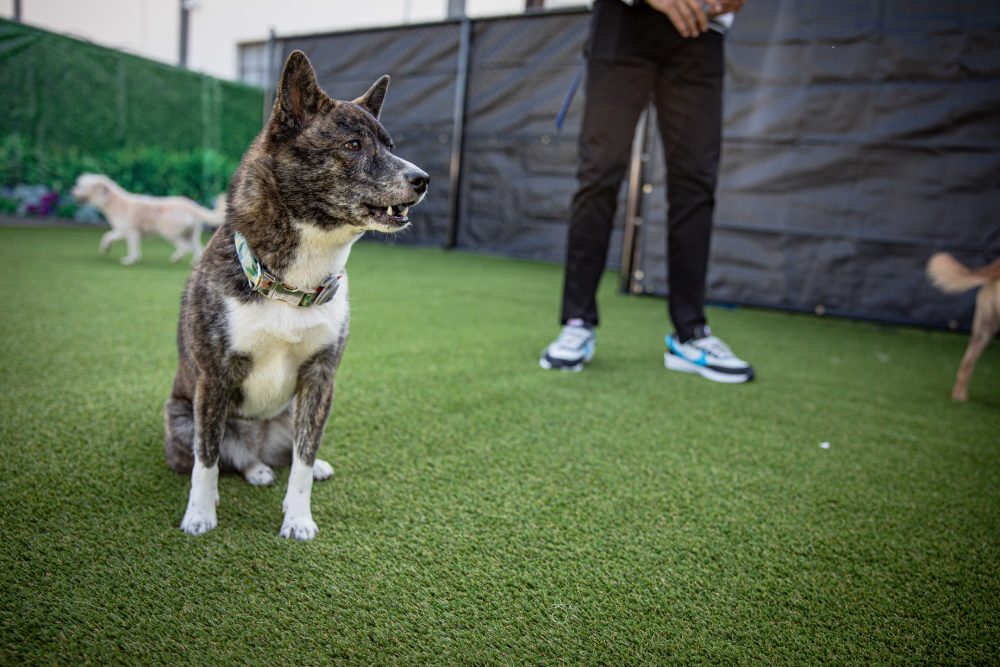 A brindle dog sitting on the turf during a play session.