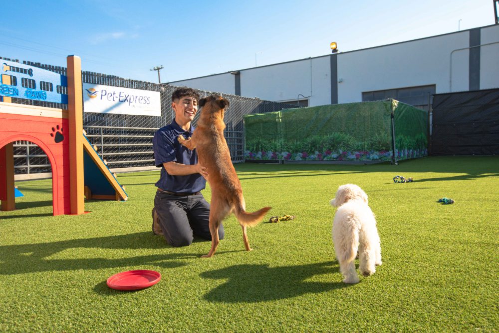 A Pet Express team member playing with a dog in the outdoor turf yard.
