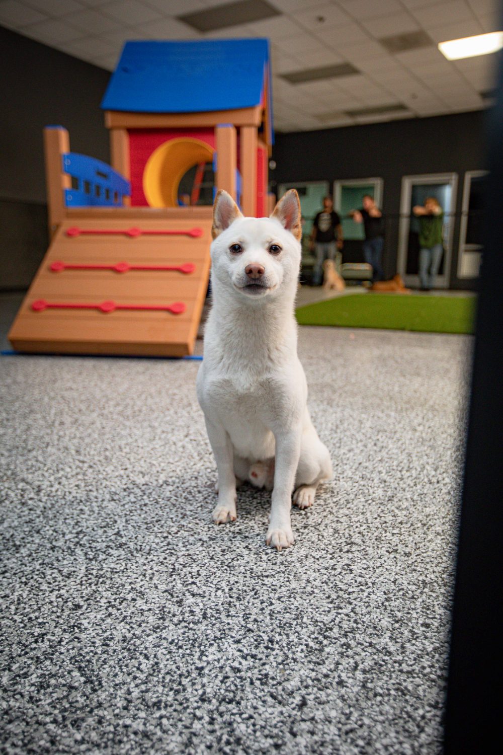 A white dog sitting in an indoor play room with climbing frames.